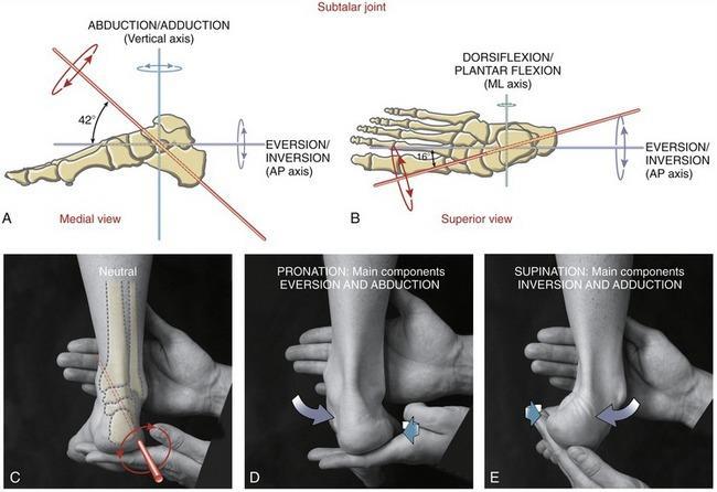 Combined movements of the subtalar joint The axis of the subtalar joint is offset in relation to the TC joint by 16 degrees along a line which would fall