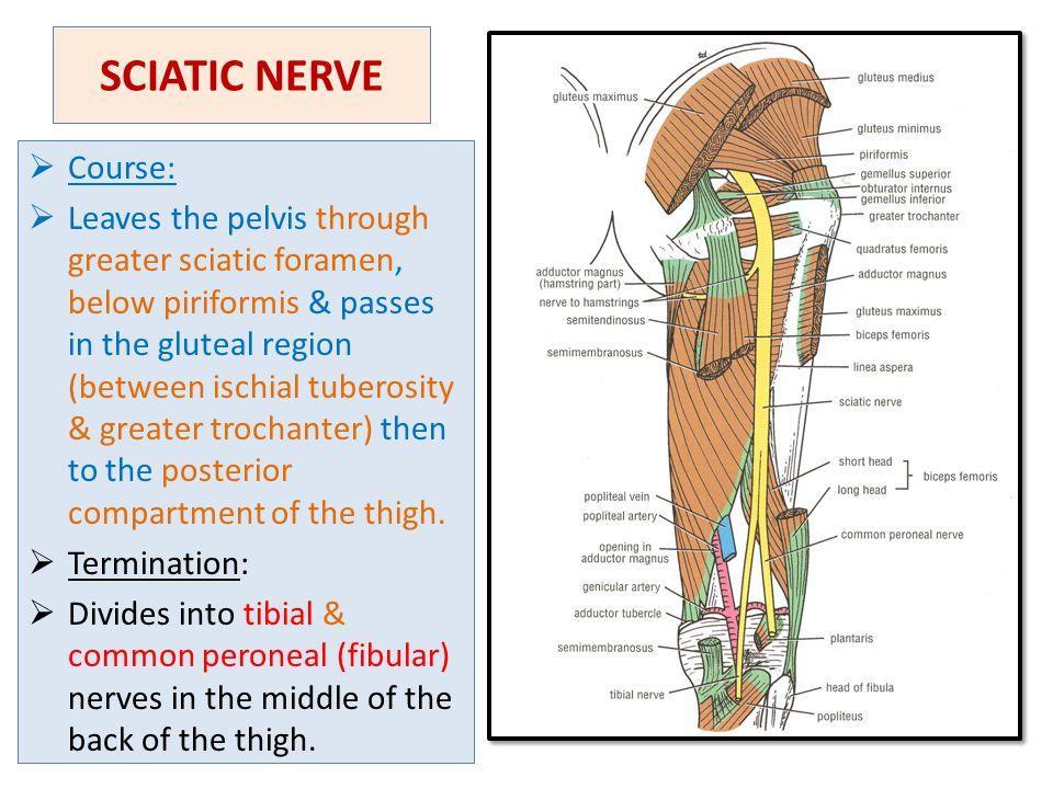 Course of the sciatic nerve in the posterior thigh Note the close relationship to piriformis muscle in the buttock Tightness in this muscle can irritate the nerve It also runs in close proximity to