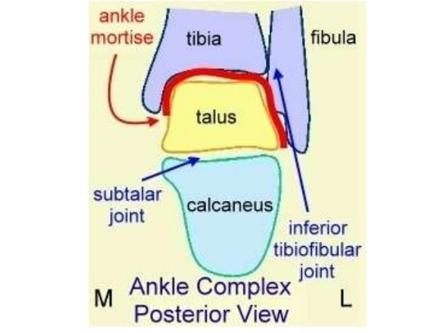 Ankle and hindfoot Note medial malleolus, lateral malleolus, inferior