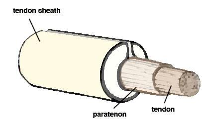 increasing the risk of injury The tendon also has a tendon sheath or paratenon protects