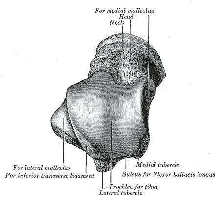Looking down on the talus bone Note the circumference of the medial aspect of the trochlear surface The trochlear surface is convex The circumference of the lateral aspect is longer
