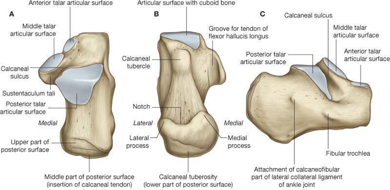 The calcaneus A looking down on the calcaneus, 3 areas for articulation with the talus.