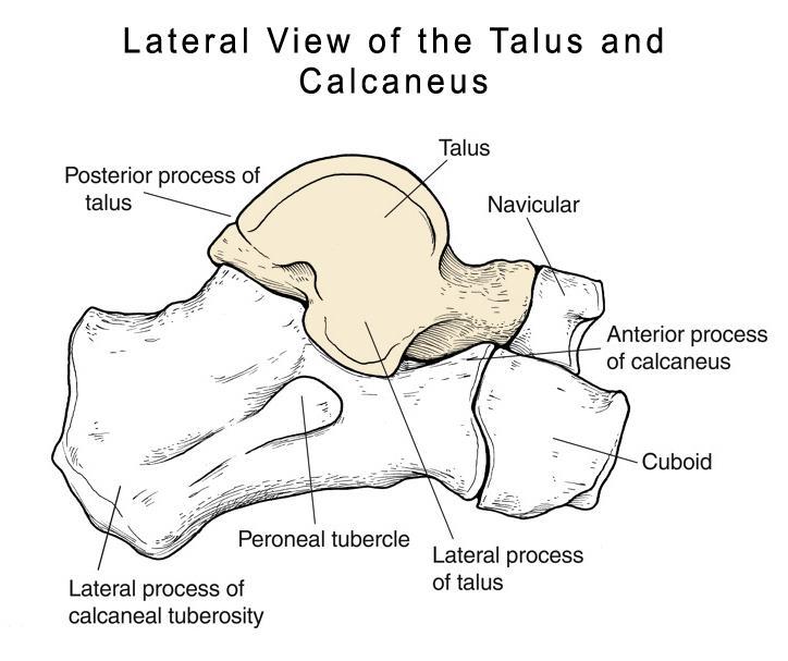 Note the domed surface of the talus which articulates with the tibia The navicular on
