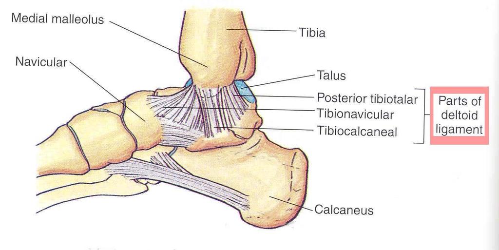 Medial ligament of the ankle The medial ligament is fan shaped and more substantial The capsule of the ankle