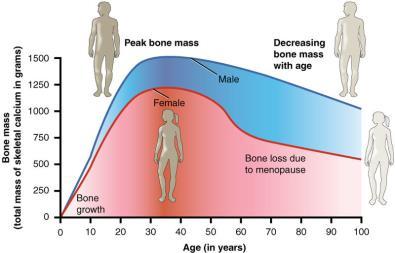 abundant cancellous bone, such as the lumbar spine and proximal femur Biphasic bone loss Occur rapidly 6-12% within the first year Slower approximately 3% yearly thereafter The risk of fracture