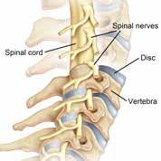 The vertebrae of the cervical spine protect the spinal cord and support the skull.