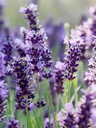 Lavender Lavender has a scent that s a wonderful blend of fresh, floral, clean, and calm.