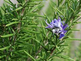 Rosemary Rosemary is an herb. Oil is extracted from the leaf and used to make medicine.