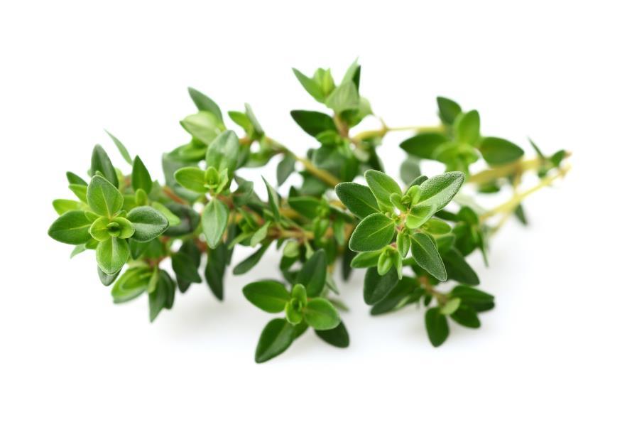Thyme In terms of its culinary use, the stems and the leaves are used in various dishes, either in whole or dried form.