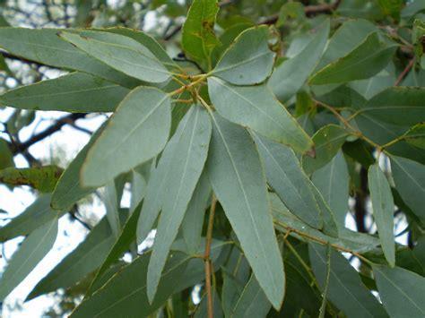Eucalyptus The health benefits of eucalyptus oil are well-known and wide-ranging, and its properties include being an anti-inflammatory, antispasmodic, decongestant,