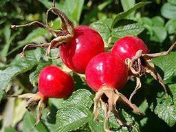 Rose Hips The health benefits of rose hips include their ability to reduce the symptoms of rheumatoid arthritis, relieve various respiratory conditions, prevent cancer,