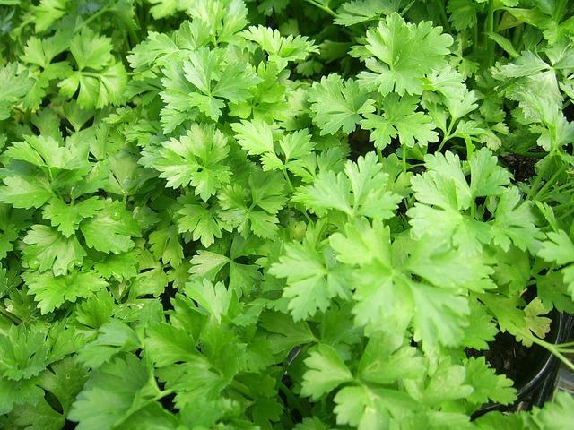 Parsley The most powerful health benefits of parsley include controlling cancer, managing diabetes, and rheumatoid arthritis, along with helping prevent osteoporosis.