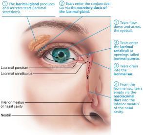 sensory receptors in eye Taste Smell Hearing