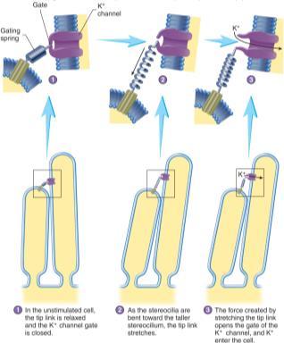 32 Pivoting of stereocilia (hairs) opens or closes mechanically gated