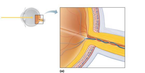 Figure 15.6a Microscopic anatomy of the retina.