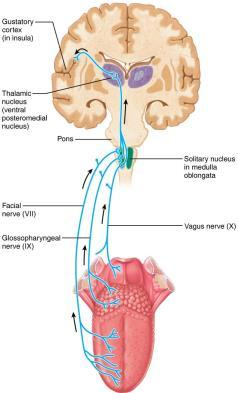 The Gustatory Pathway The Ear: Hearing and Balance Three major areas of ear 1.