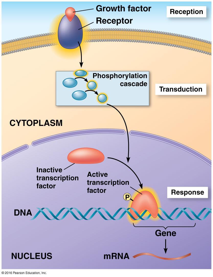 3. Response Regulate protein synthesis by turning on/off genes in
