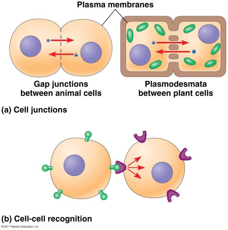 Cell Signaling Animal cells communicate by: Direct contact (gap junctions)