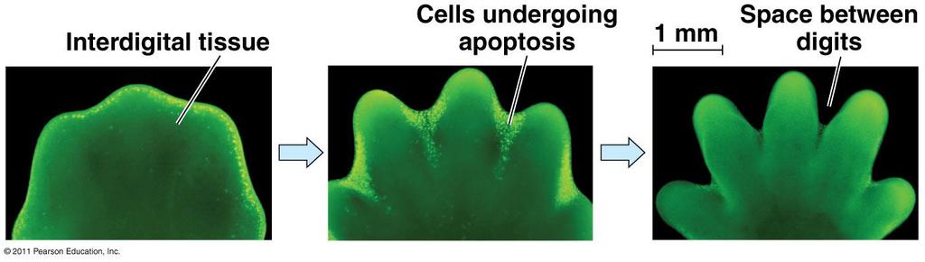 Effect of apoptosis during