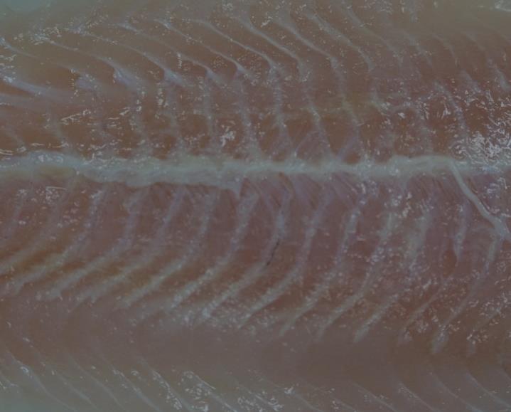 Fish - structure Unlike meat and poultry (long bundle of fibres), fish has short fibres and are separated by very thin layers of connectives tissues flaky texture Connective tissues Short fibres