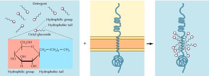 Integral membrane proteins Portions of integral membrane proteins are inserted into the lipid bilayer.