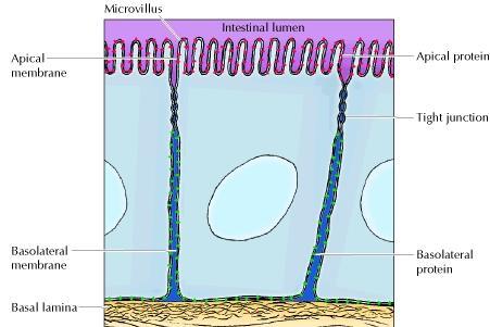 surface of adjacent cells) Specific membrane domains such as tight junctions, that maintain the spatial