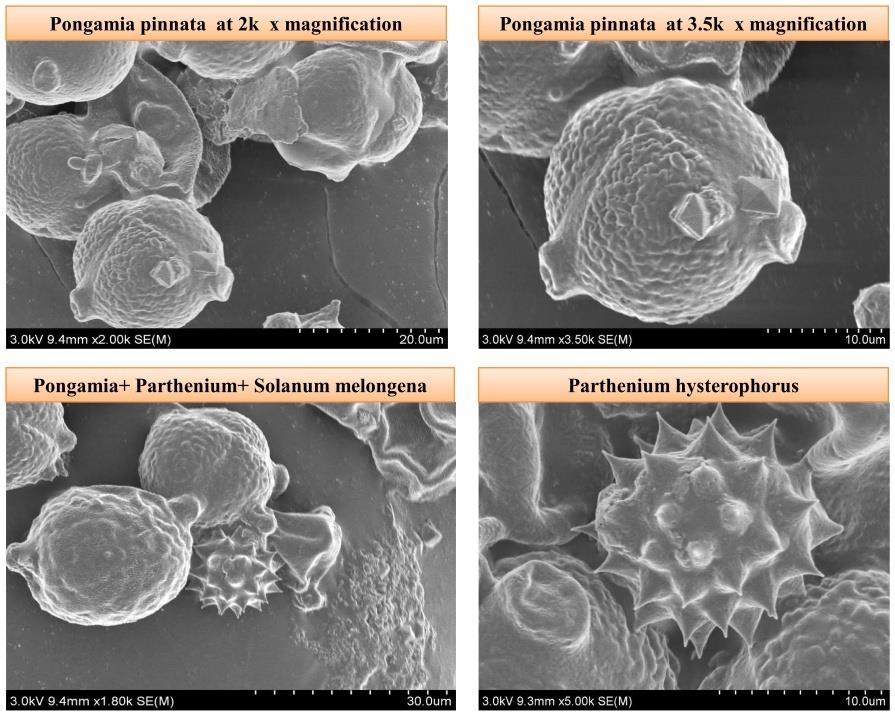 Fig 4: Images of pollen types observed in sample-4collected from Newasa phata region Fifth honey sample (sample-5) was collected from Ranjangaon village.