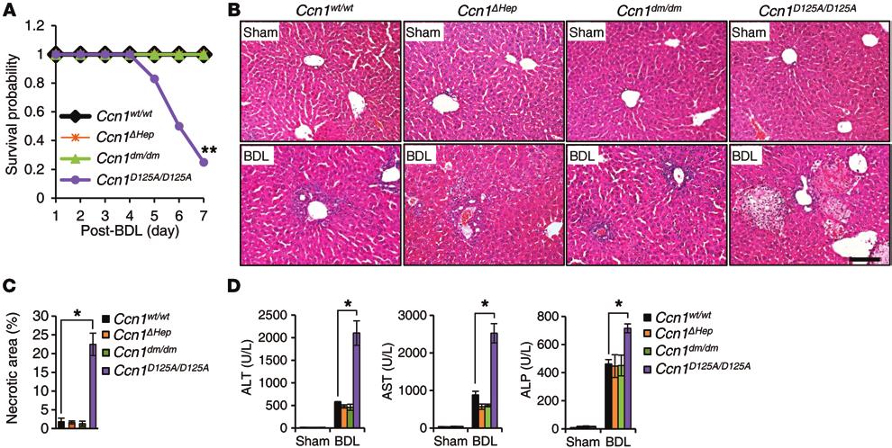 Figure 2. Ccn1 D125A/D125A mice suffer massive hepatic necrosis and mortality after BDL.