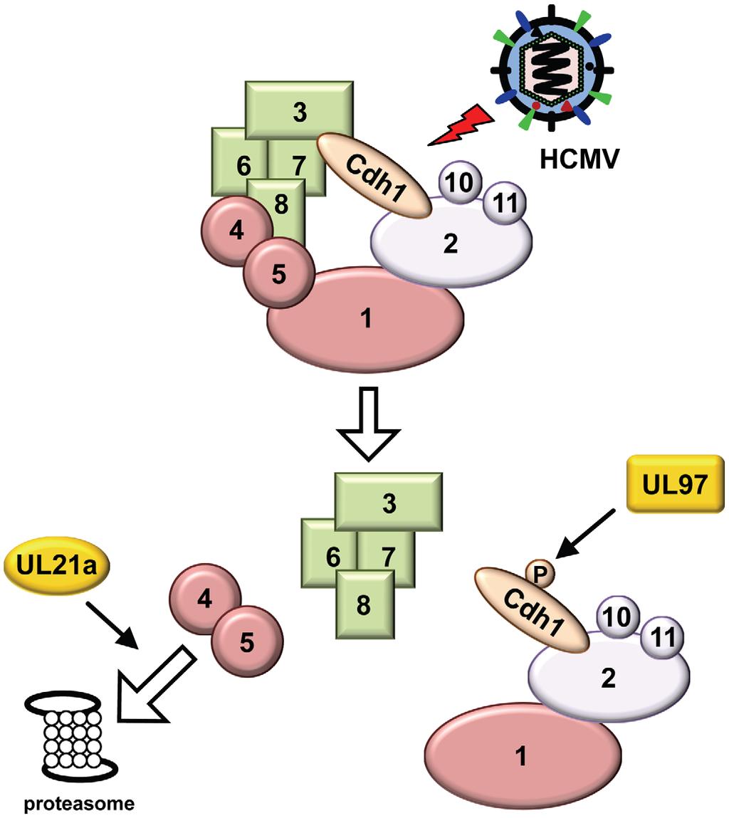 Figure 7. Working model of virus-mediated APC regulation during HCMV infection. HCMV uses two mechanisms to regulate the APC during infection.