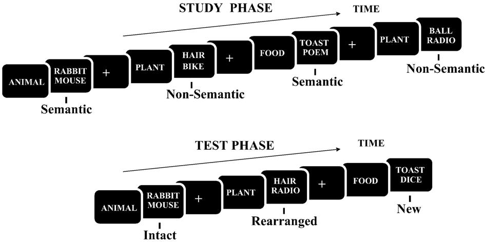 4 A. Greve et al. / NeuroImage xx (2006) xxx xxx Fig. 1. The experimental design and materials. During the study phase each trial involved the presentation of a category name followed by a word pair.