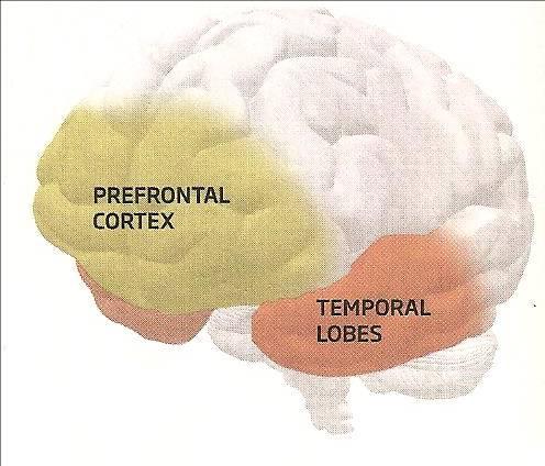 Areas of the brain used in memory Many areas of the brain work together to store
