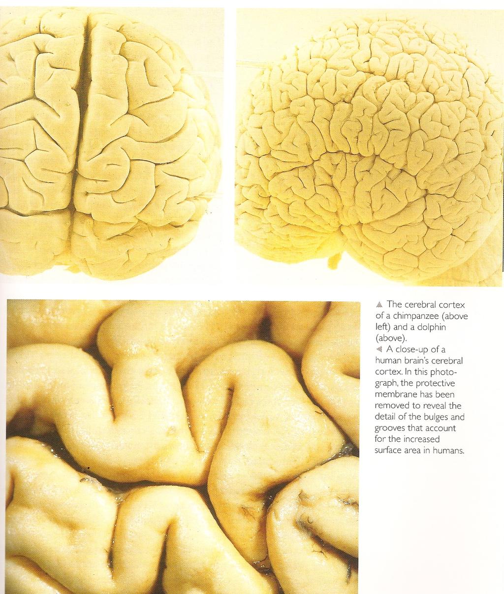 The cortex A close up of a human brain s cerebral cortex.