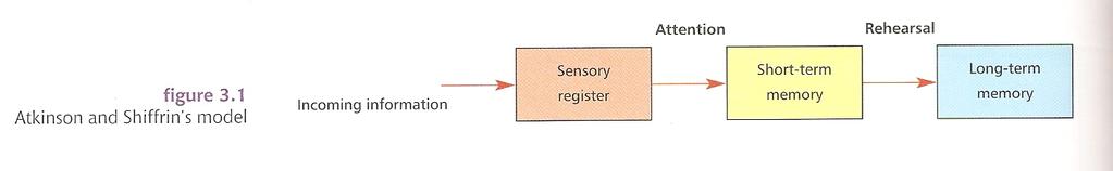 The Multistore Model Initially, information is stored for a fraction of a second at the sensory organs in a sensory register.