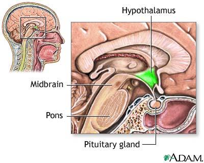 Hypothalamus The hypothalamus is a vital neuroendocrine and autonomic control center beneath the
