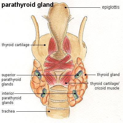 Parathyroid The parathyroid glands direct the distribution of certain