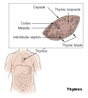Thymus The thymus gland is located in the mediastinum.