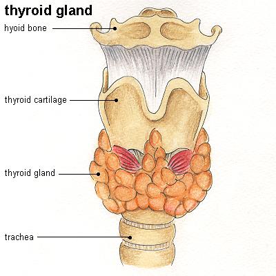 Thyroid The thyroid gland is located where the larynx and trachea meet.