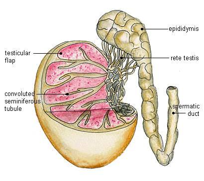 Testes The testes are the male reproductive glands.