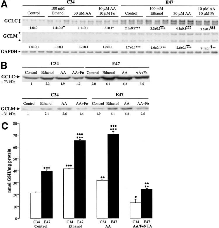 HEPATOLOGY, Vol. 37, No. 1, 2003 NIETO, MARÍ, AND CEDERBAUM 99 Fig. 2. (A) Northern blot analysis of GCLC and GCLM mrnas following treatment with ethanol, AA, and AA plus iron.