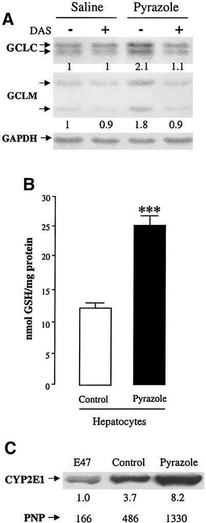 104 NIETO, MARÍ, AND CEDERBAUM HEPATOLOGY, January 2003 Fig. 8. Induction of GCLC and GCLM mrna expression and GSH levels in primary hepatocytes from pyrazole-treated rats.