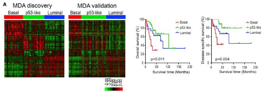 MOLECULAR CLASSIFICATION OF BLADDER CANCER Choi et al, Cancer cell, 2014 Basal