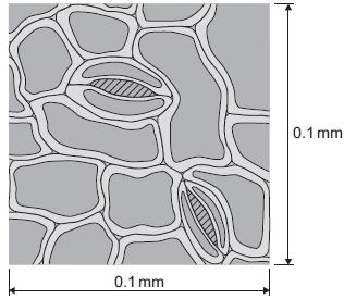 per mm 2 (2) (b) The image below shows part of the surface of a leaf. The length and width of this piece of leaf surface are both 0. mm. (i) Calculate the number of stomata per mm 2 of this leaf surface.