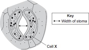 5 Plant leaves have many stomata. The diagram shows a stoma. (a) (b) Name cell X The table shows the mean widths of the stomata at different times of the day for two different species of plant.