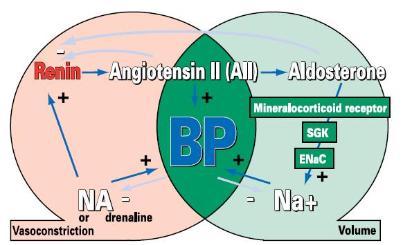 Laragh JH, Baer L, Brunner HR, BOhler FR, Sealey JE, Vaughan ED Jj: The renin-angiotensin-aldosterone system in pathogenesis and