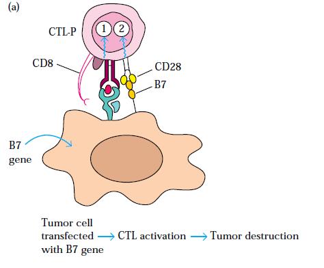 Q. Infusion of transfected melanoma cells into cancer patients is a promising immunotherapy. a. Which two genes have been transfected into melanoma cells for this purpose?