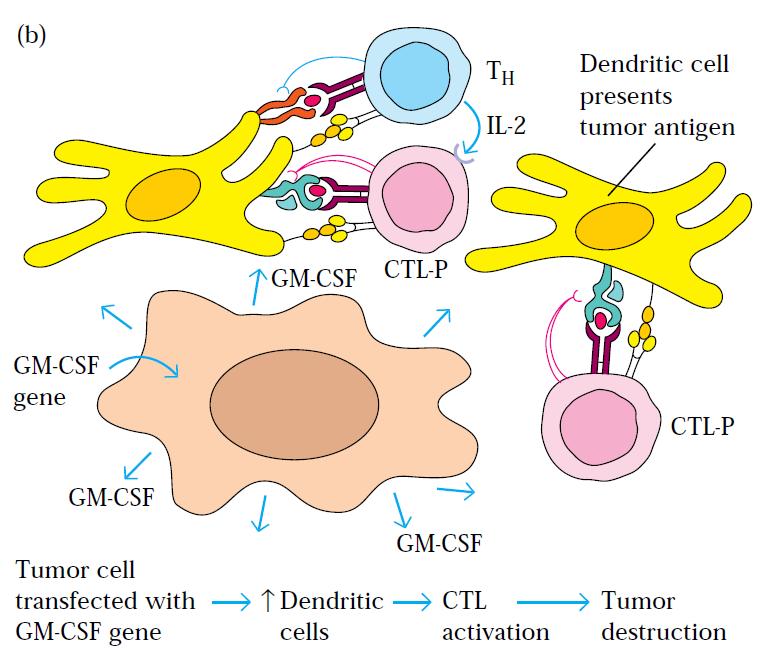 Ans:- (a) Use of transfected tumor cells for cancer immunotherapy:- (a) Tumor cells transfected with the B7 gene express the co-stimulatory B7 molecule, enabling them to provide both activating