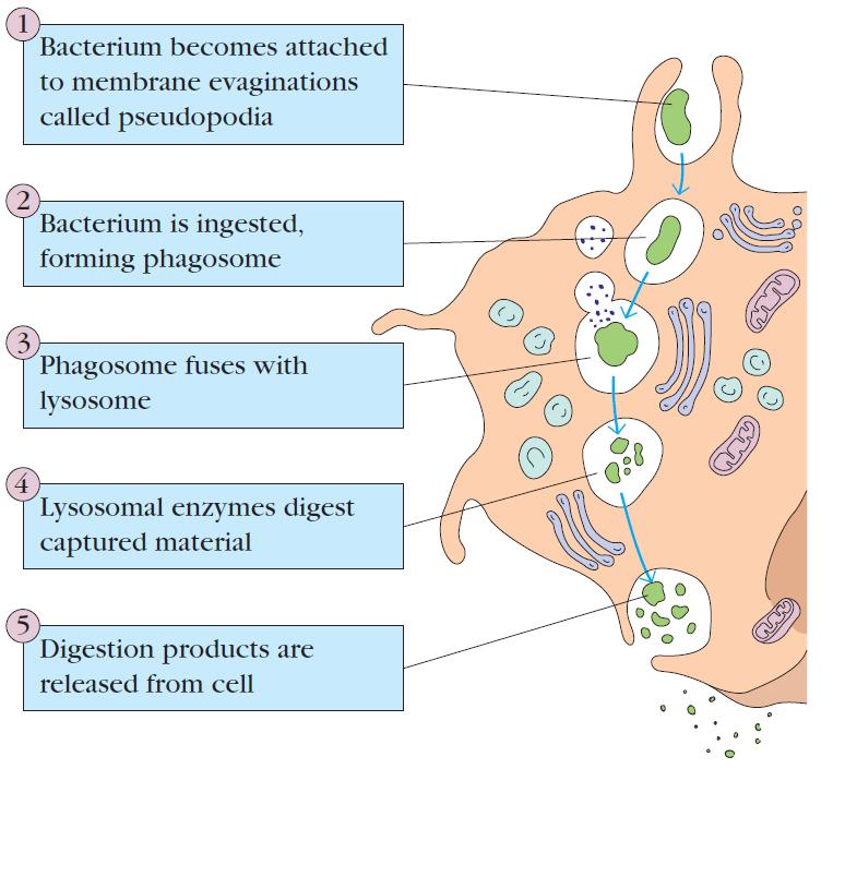 (ii) phagocytosis process:- One of most important innate defense mechanism is the ingestion of extracellular particulate material by phagocytosis.