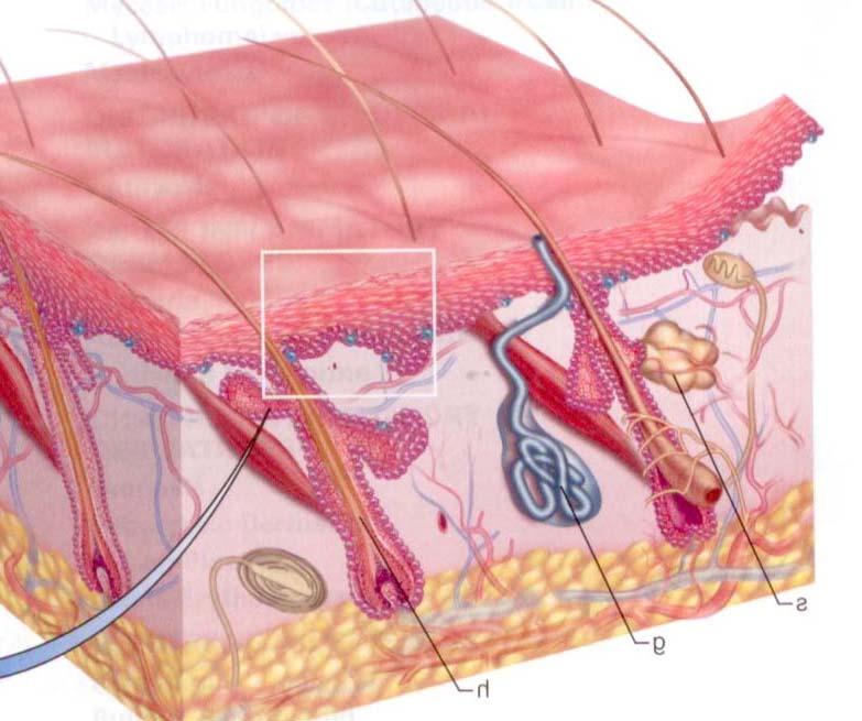 Regenerative process of tissues The