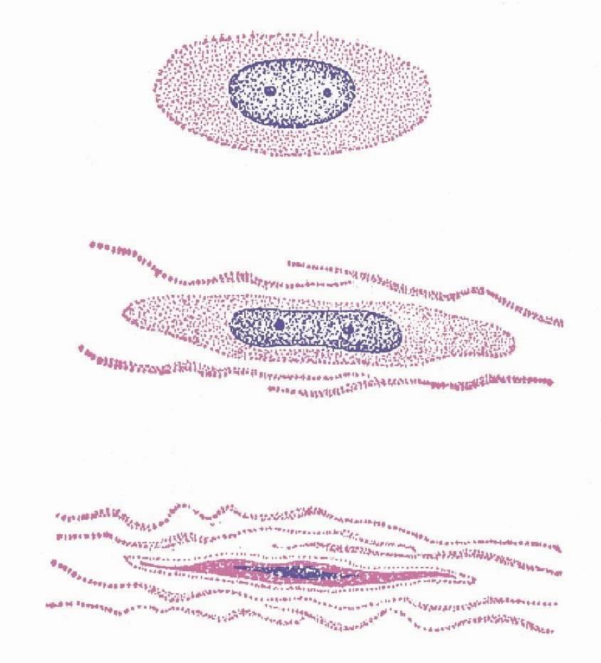 Regeneration of Connective tissue Fibrocytes (Primitive cells) Fibroblasts Secretion of