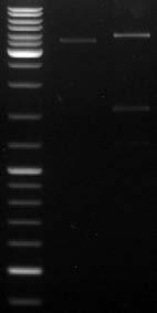 (b) 1.2% agarose gel electrophoresis of recombinant bacmid DNA containing transposed gene (EGFP (lane 1)), (VP28 and EGFP (lane 2)) between flanking region, Tn7R and Tn7L. 2 Fig.